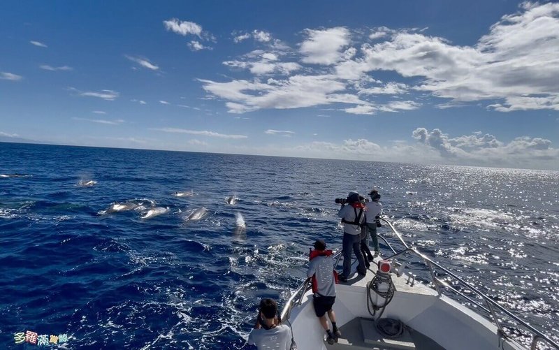 由黑潮海洋文教基金會主導、多羅滿賞鯨提供船隻支援執行的「海洋綠洲調查計畫」,2日清晨出海進行例行調查,偶遇20至30多頭朗氏喙鯨。(多羅滿賞鯨提供)中央社記者張祈傳真 114年7月3日