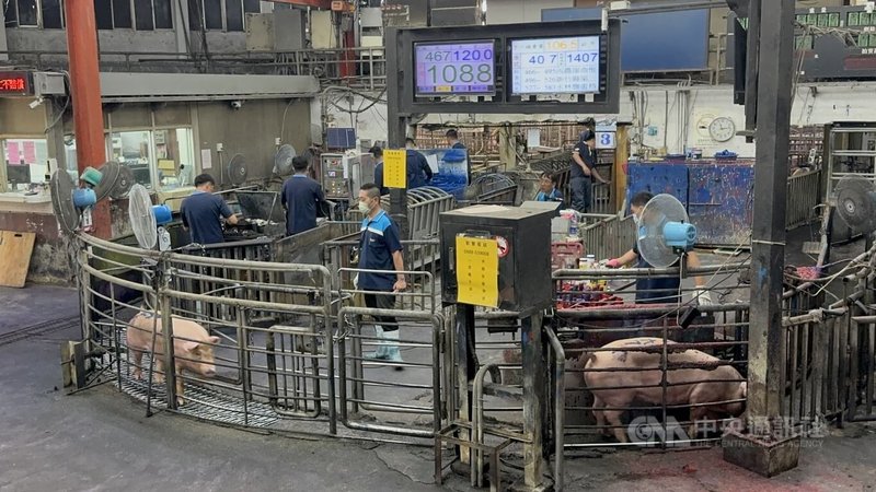 雲林縣肉品市場2日平均價格每公斤106.4元,肉品市場總經理黃加安指出,年初豬仔因疾病問題導致育成率不佳,目前肉豬短缺,預估要到中秋節後價格才可望回穩。圖為雲林縣肉品市場3日交易情況。中央社記者姜宜菁攝 114年7月3日
