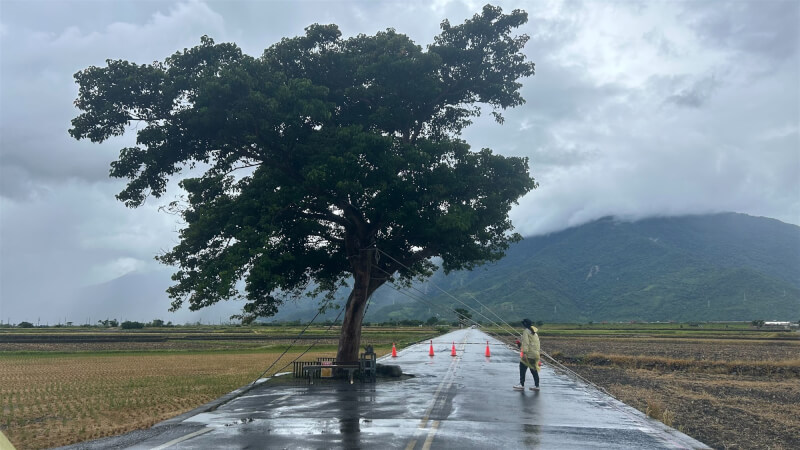 颱風丹娜絲逼近,台東池上鄉公所5日下午為觀光明星「金城武樹」加強防颱措施,工作人員用繩索及鉚釘固定樹幹,並封閉兩側道路禁止遊客進入。(民眾提供)中央社記者張祈傳真 114年7月5日
