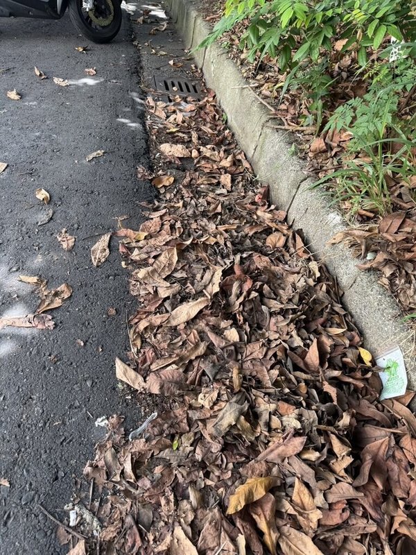 民進黨新竹市議員劉彥伶5日表示,有民眾陳情指高翠路與寶山路周邊巷弄雜草叢生,道路旁水溝滿是枯木落葉,呼籲應盡速啟動清理作業。(劉彥伶提供)中央社記者魯鋼駿傳真 114年7月5日
