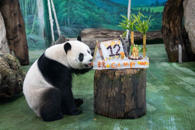 台北市立動物園保育員運用竹枝、蔬果等食材製作露營主題冰蛋糕,並用葡萄拼成12,為大貓熊「圓仔」慶祝12歲生日。(台北市立動物園提供)中央社記者楊淑閔傳真 114年7月6日