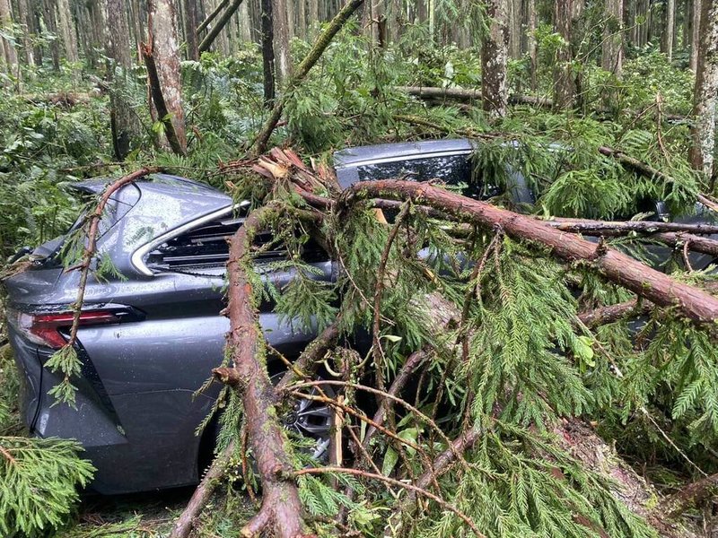 颱風丹娜絲帶來強風豪雨,位於南投鹿谷鄉的溪頭自然教育園區許多樹木傾倒,還有車輛被壓壞,由於缺水電加上不少落葉、樹枝、倒木需時間整理,溪頭園區8日持續休園。(民眾提供)中央社記者蕭博陽南投縣傳真 114年7月7日