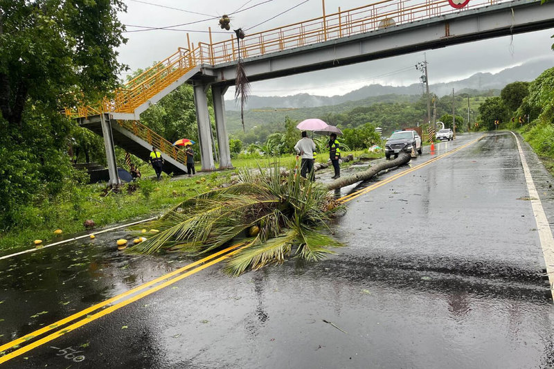 台南楠西區陳姓果農父子7日清晨駕駛農用搬運車外出,疑遭巨型椰子樹倒塌壓到,造成69歲陳父送醫不治。(讀者提供)中央社記者楊思瑞台南傳真 114年7月7日