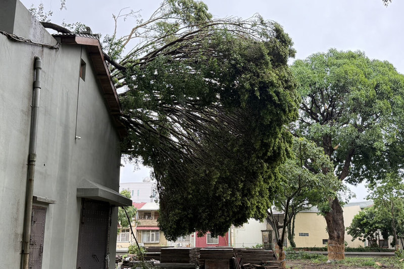 颱風丹娜絲侵襲,台南市6日晚間到7日凌晨間風雨猛烈,多處文化場館受損,永康區飛雁新村有喬木倒伏壓在歷史建築上。(台南市文化局提供)中央社記者楊思瑞台南傳真 114年7月7日