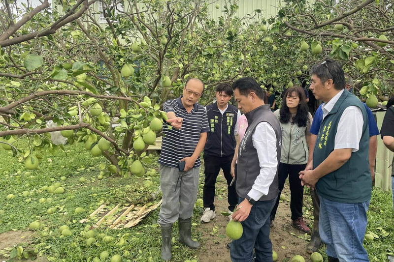 颱風丹娜絲風雨在台南造成災情,民進黨立委林俊憲(前右2)7日前往麻豆文旦果園會勘,關心落果損害情形。(林俊憲服務處提供)中央社記者楊思瑞台南傳真 114年7月7日