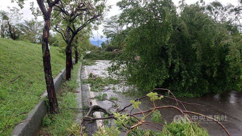 颱風丹娜絲襲台為嘉義帶來強烈風雨,7日八掌溪兩側的防汛道路也因樹木倒塌而無法通行。中央社記者蔡智明攝 114年7月7日