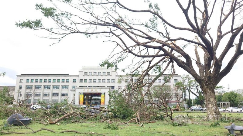 颱風丹娜絲登陸台灣,造成嘉義縣政府前草坪上被稱為「希望之樹」的雨豆樹多處枝幹斷裂,散落一地。中央社記者蔡智明攝 114年7月7日