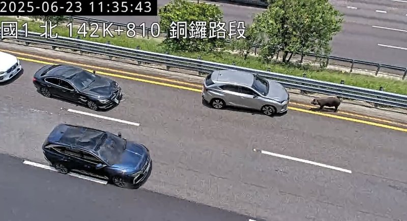 交通部高速公路局統計，114年6月即發生3起豬隻掉落國道車道事件，呼籲載運家畜時應採取加強防護措施。（高公局提供）中央社記者余曉涵傳真  114年7月7日