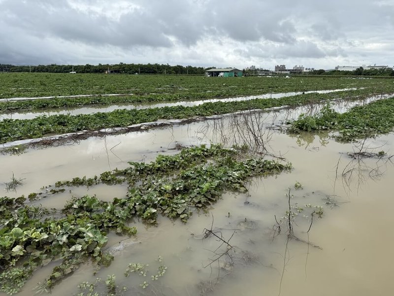 高雄地區受颱風丹娜絲影響出現農損，市府8日晚間表示，首波已爭取到西瓜、香瓜、空心菜、菠菜、金針菜等現金救助及低利貸款，9日起受理申報。（高雄市農業局提供）中央社記者蔡孟妤傳真  114年7月8日