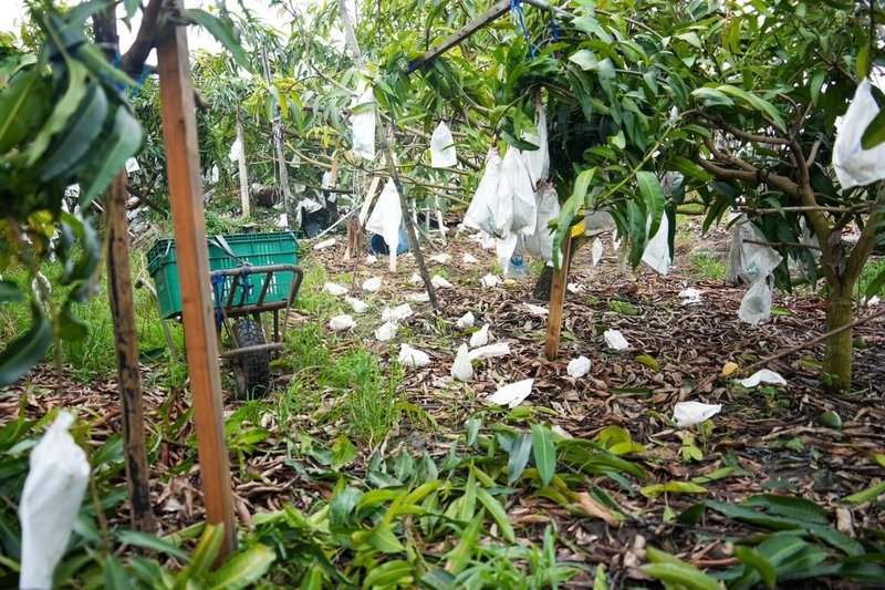 颱風丹娜絲影響，高雄部分地區出現農業災損，市府統計，截至8日下午4時，災損累計金額達新台幣3692萬元。圖為高雄一處果園受災情形。（賴瑞隆辦公室提供）中央社記者蔡孟妤傳真  114年7月8日