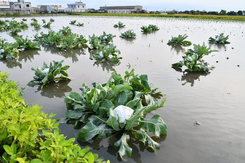 彰化縣埔鹽鄉、溪湖鎮等地區為蔬果生產重要鄉鎮,受8日上午強降雨影響,全縣農田大範圍淹水,農作物泡在水中,損失慘重。(彰化縣政府提供)中央社記者鄭維真傳真 114年7月8日