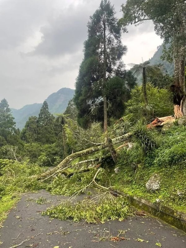溪頭自然教育園區遭颱風丹娜絲重創，園內停電及處處倒木斷枝，除8日休園外，國立台灣大學生物資源暨農學院實驗林管理處再公告9日、10日休園修整。（森林邦提供）中央社記者蕭博陽南投縣傳真 114年7月8日