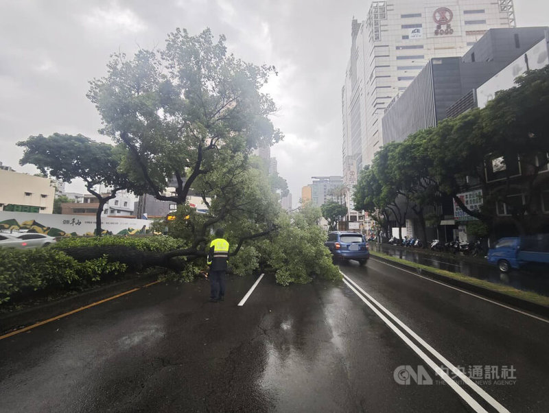 台中市區9日上午降下大雨，多處道路出現積淹水情形，西區台灣大道二段有路樹倒塌，占據2車道，警方獲報到場實施交管，並通報市府單位排除。（翻攝照片）中央社記者蘇木春傳真  114年7月9日