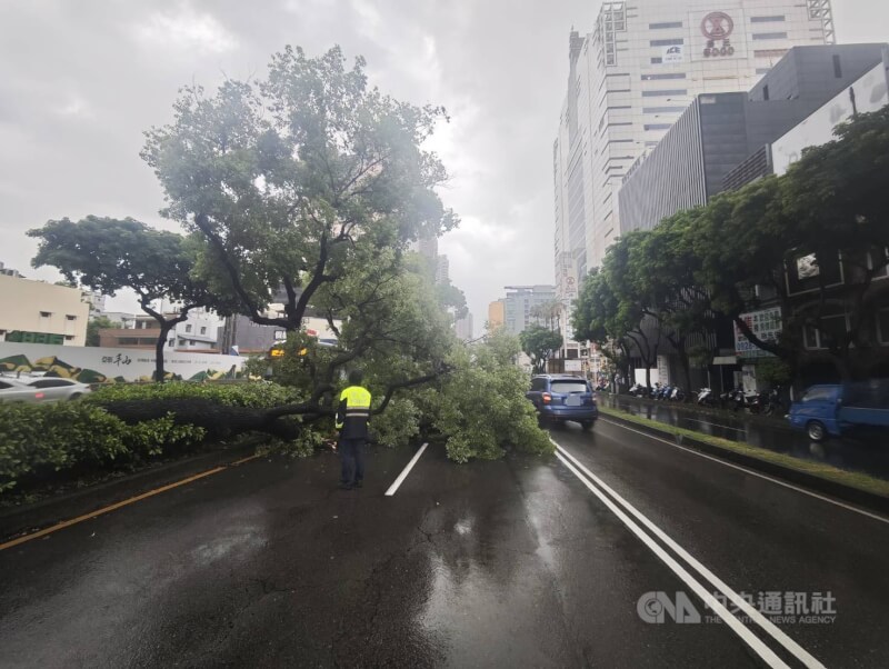 台中市區9日上午降下大雨,多處道路出現積淹水情形,西區台灣大道二段有路樹倒塌,占據2車道,警方獲報到場實施交管,並通報市府單位排除。(翻攝照片)中央社記者蘇木春傳真 114年7月9日