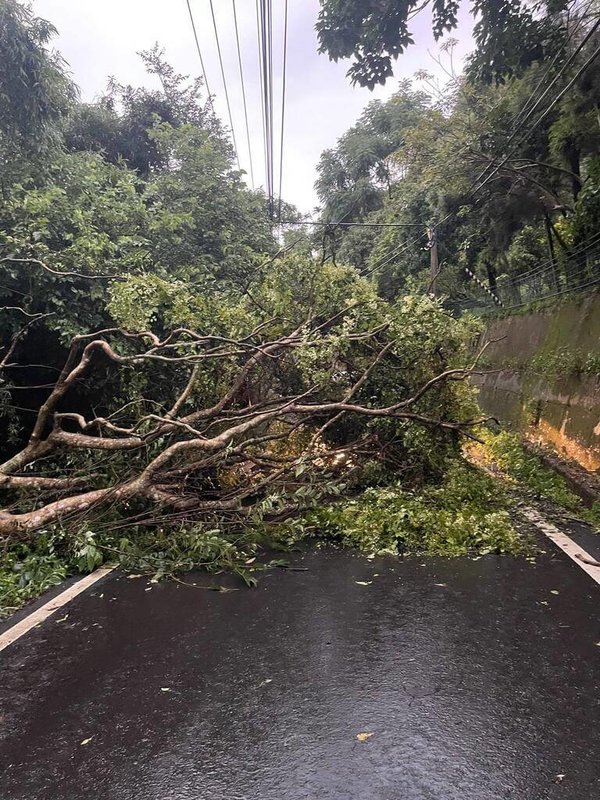 受低壓帶及西南風影響,苗栗縣9日降下間歇性雷雨,多處道路沿線出現路樹倒塌、山壁零星落石災情。(三灣鄉公所提供)中央社記者管瑞平傳真 114年7月9日