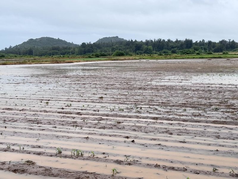 金門縣近日連續強降雨造成高粱農損,金門縣產發處農林科11日表示,約有500公頃高粱幼苗遭水患,將持續評估農業災損情形。(金門縣產業發展處提供)中央社記者吳玟嶸傳真 114年7月11日