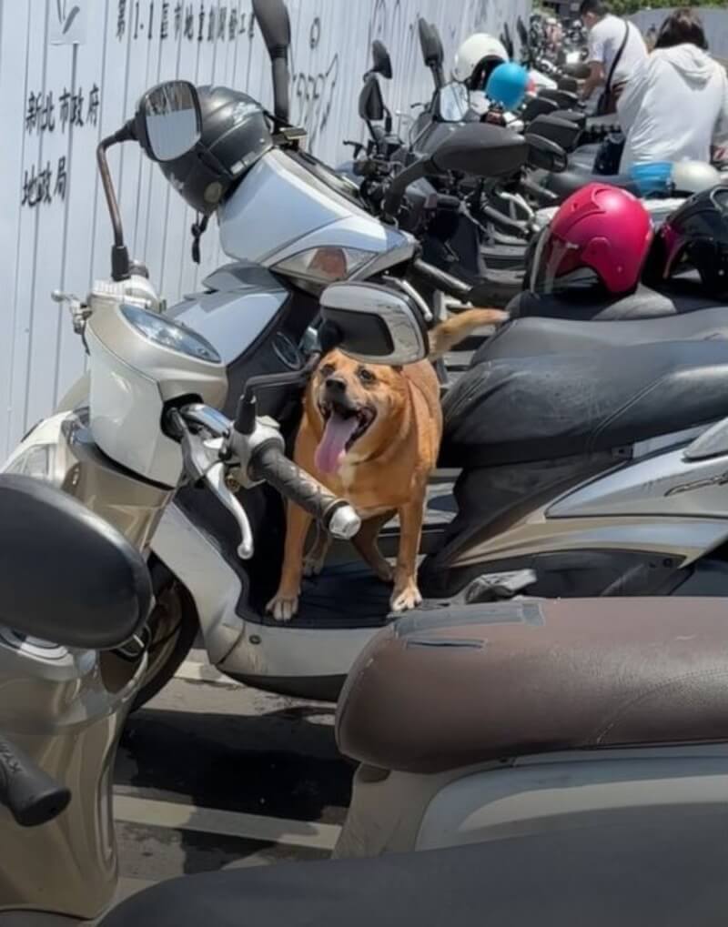 新北市一隻12歲米克斯犬日前獨自被繫留機車上，呼吸急促、舌頭外吐，無水也無遮蔽處。動保處表示，人員獲報到場時，發現犬隻已休克，被飼主帶走，飼主在約談時說，只是到旁邊醫院找一下親人，回來發現狗狗休克馬上送醫急救，最終仍熱衰竭過世。（新北市動保處提供）中央社記者趙敏雅傳真  114年7月11日