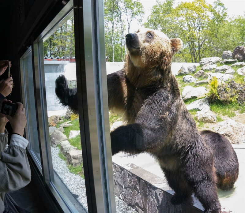 北海道動物園裡的棕熊。(共同社)