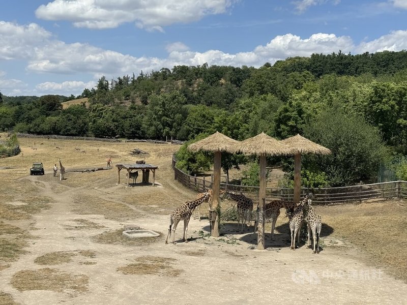夏季氣溫升高,捷克布拉格動物園中的長頸鹿在樹蔭底下休憩。中央社記者劉郁葶布拉格攝 114年7月14日