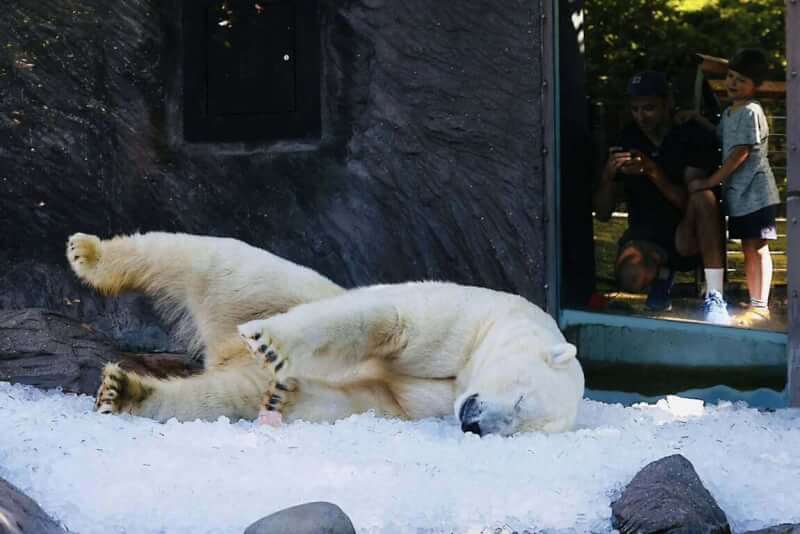 捷克布拉格動物園新聞發言人馬塞克表示,北極熊把冰塊當成床鋪,還在冰上蹭背,讓自己涼快下來。(圖取自facebook.com/mir.bobek)中央社記者劉郁葶布拉格傳真 114年7月14日