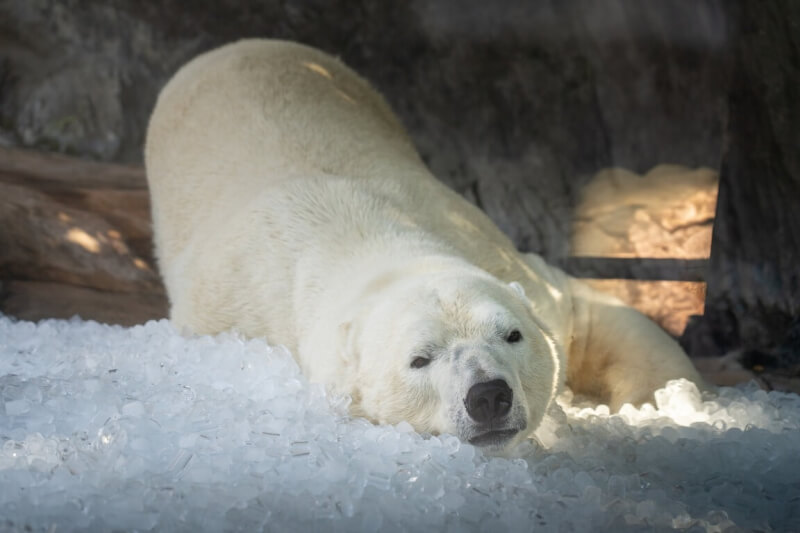 捷克布拉格動物園新聞發言人馬塞克表示,若天氣預報顯示氣溫將超過攝氏30度,園方會提前2天訂購冰塊,讓動物能即時消暑。圖為北極熊在冰塊上翻滾模樣。(圖取自facebook.com/ Zoo Praha)中央社記者劉郁葶布拉格傳真 114年7月14日