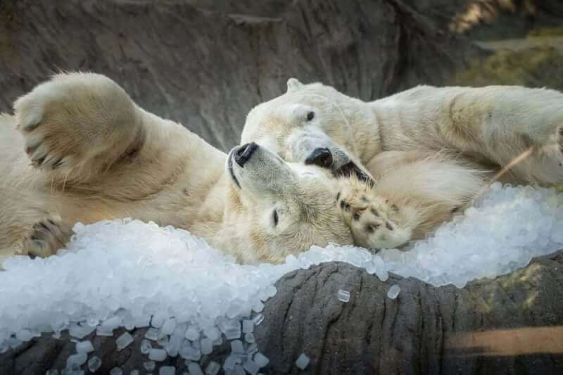 為了讓動物舒適度過酷暑,捷克布拉格動物園為北極熊送上3噸冰塊,北極熊在上面玩耍、休憩,消暑解熱。(圖取自facebook.com/ Zoo Praha)中央社記者劉郁葶布拉格傳真 114年7月14日