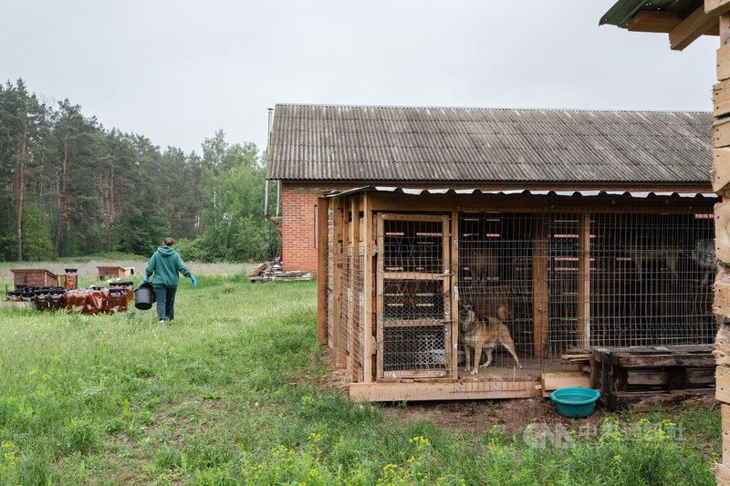 烏克蘭動物志工彼得羅娃攜300多隻動物收容所的犬貓撤離至基輔。收容所內數百隻動物,都是由彼得羅娃一人親自照料。圖為5月25日彼得羅娃搬水給狗狗。中央社記者陳彥婷基輔攝 114年7月14日