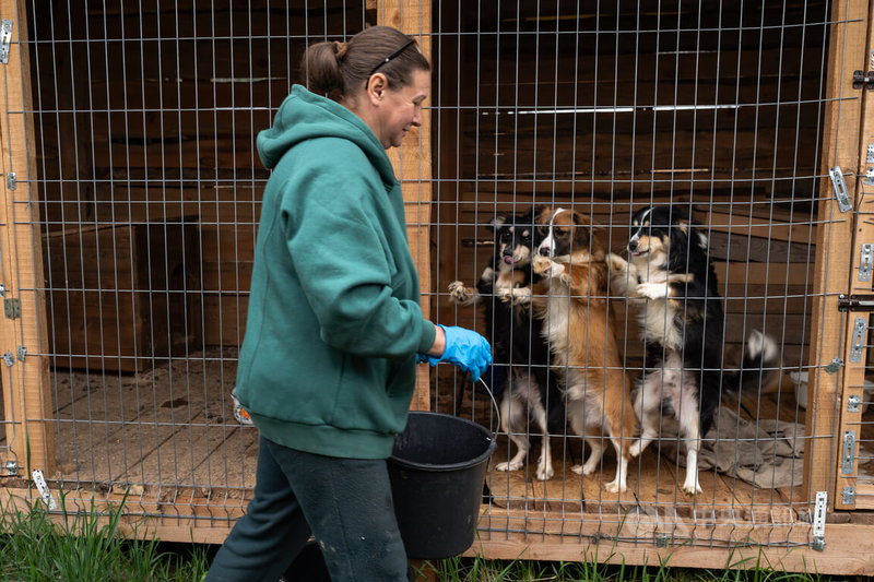 烏克蘭動物志工彼得羅娃攜300多隻動物收容所的犬貓,從烏東戰區搬到首都基輔。圖為5月25日彼得羅娃給水給狗狗。中央社記者陳彥婷基輔攝 114年7月14日