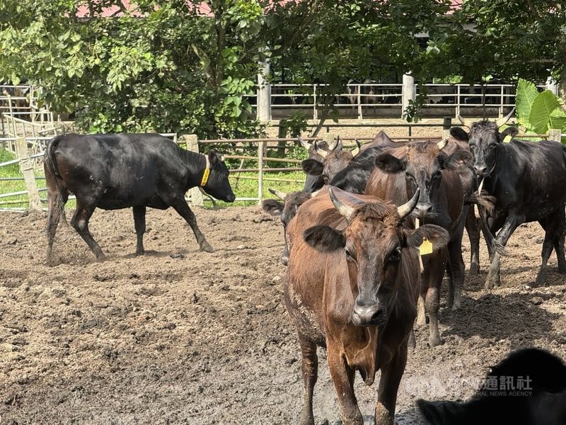 前總統李登輝生前致力培育的台灣和牛「源興牛」,飼養在花蓮縣鳳林鎮新光兆豐農場,經過多年培育,目前飼養約200頭。中央社記者張祈攝 114年7月15日