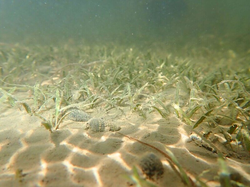 國立中山大學海洋生物科技暨資源學系攜手產官學,將台南七股遊客中心六號小島打造成海草苗圃,展開復育台灣西南沿海潮間帶上常見的「貝克氏鹽草」計畫。(中山大學提供)中央社記者林巧璉傳真 114年7月16日