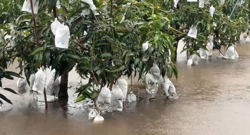 受颱風薇帕外圍環流影響,台東部分區域19日大雨不斷,造成果園積水。(民眾提供)中央社記者張祈傳真 114年7月19日