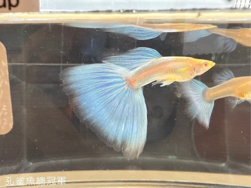 2025屏東彩耀盃國際觀賞魚高峰會頒獎典禮,20日在屏東農業物產館登場,全場總冠軍由安可水族館負責人鄭軒宇拿下,其飼養的孔雀魚體型勻稱、色澤飽滿、活動力極佳。(屏東縣海洋及漁業事務管理所提供)中央社記者黃郁菁傳真 114年7月20日