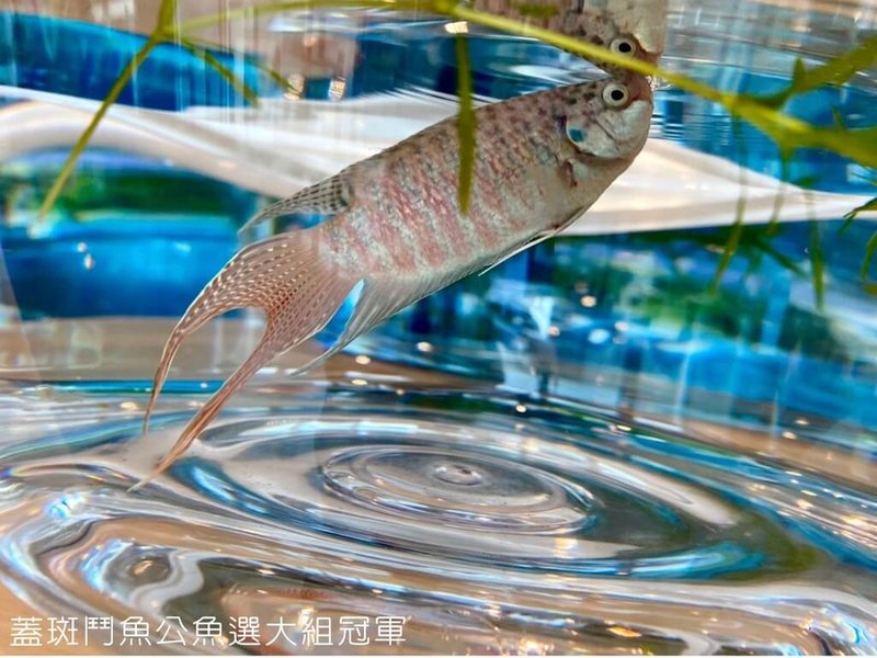2025屏東彩耀盃國際觀賞魚高峰會頒獎典禮20日登場,今年首創「蓋斑鬥魚長輩組」賽事,豐富樂齡生活。圖為公魚選大組冠軍。(屏東縣海洋及漁業事務管理所提供)中央社記者黃郁菁傳真 114年7月20日