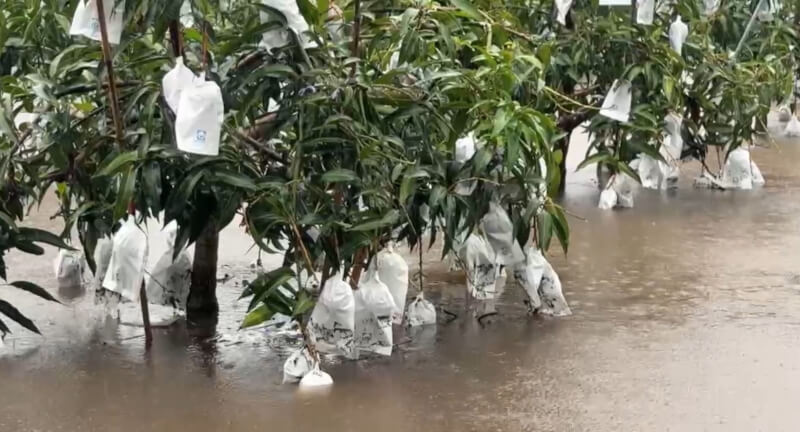 受颱風薇帕外圍環流影響,台東部分區域19日大雨不斷,造成果園積水。(民眾提供)