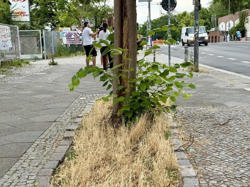 德國大城市夏季越來越頻繁出現枯黃的草地,近年需投入更多資金「養草」來綠化城市。圖為柏林行道樹下乾枯發黃的雜草。中央社記者林尚縈柏林攝 114年7月21日