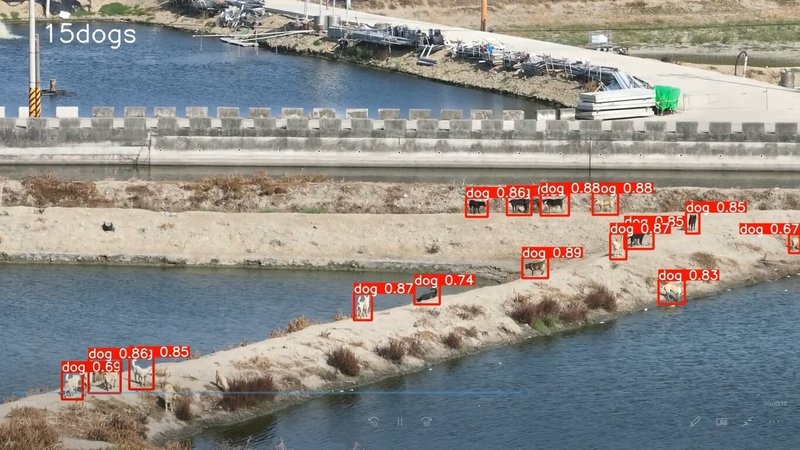 嘉義縣家畜疾病防治所導入AI科技,開發「犬隻動態即時辨識與警示系統」透過無人機空拍、AI影像分析(圖)與民眾通報資料,系統可建立狗群活動熱點,進而施行捕捉。(嘉縣家畜所提供)中央社記者蔡智明傳真 114年7月21日