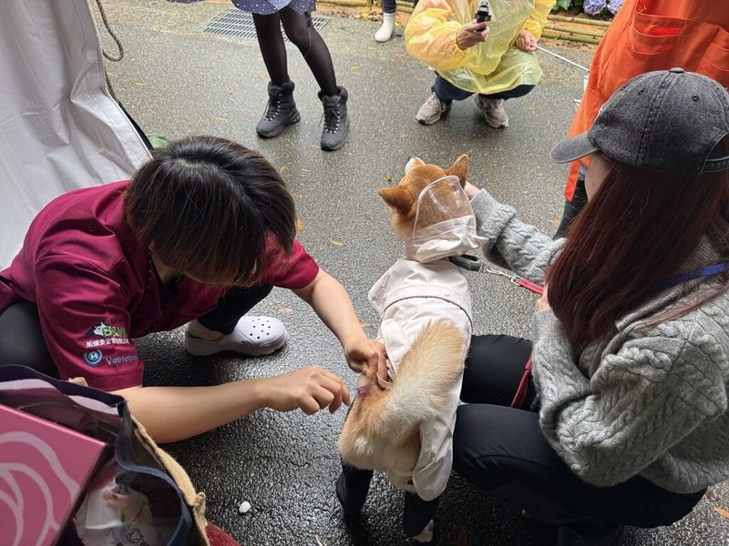 為幫助流浪動物出一份力，台北市動保處22日表示，將攜手保護動物協會於26日舉辦踩街義賣活動，並和北農公司共推「公益蔬果包」義賣專區，所得將捐贈協會以照顧流浪動物。（台北市動保處提供）中央社記者黃麗芸傳真 114年7月22日