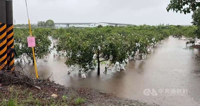 連日持續性下雨,台東許多地方累積雨量數百毫米,農田排水不及,許多積水及膝,台東區農業改良場呼籲儘速排水,並加強清園工作。中央社記者盧太城台東攝 114年7月22日