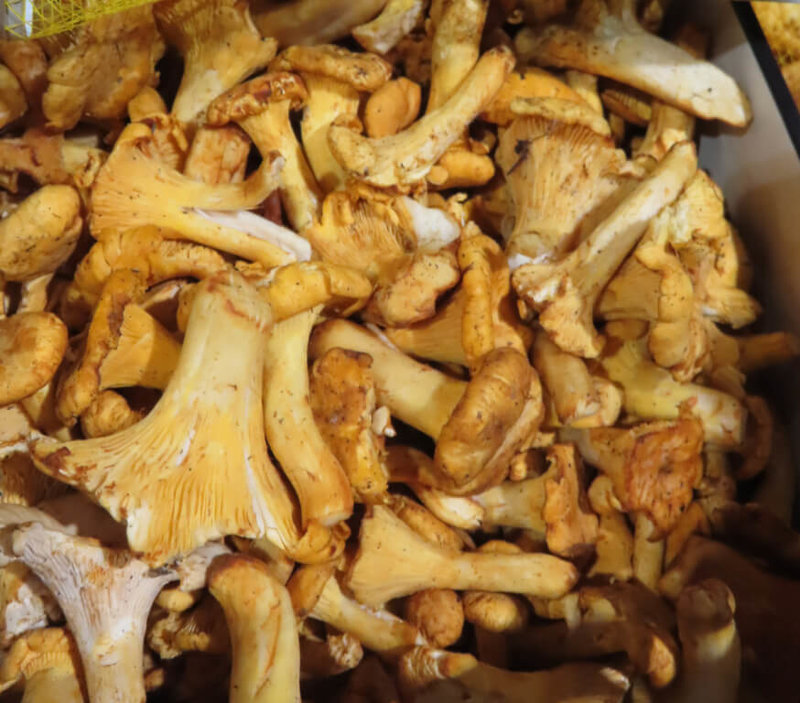 衛生福利部食品藥物管理署22日公布邊境檢驗不合格名單,有業者從羅馬尼亞進口的「新鮮黃蘑菇」被檢出含輻射「銫-137」超標,共7公斤依規定退運或銷毀。(食藥署提供)中央社記者沈佩瑤傳真 114年4月22日