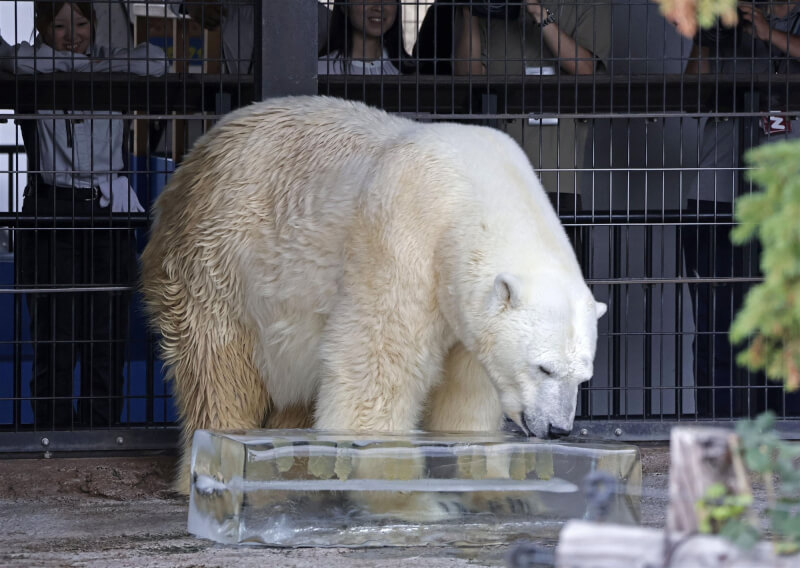 北海道旭川動物園的北極熊22日舔冰塊消暑。(共同社)