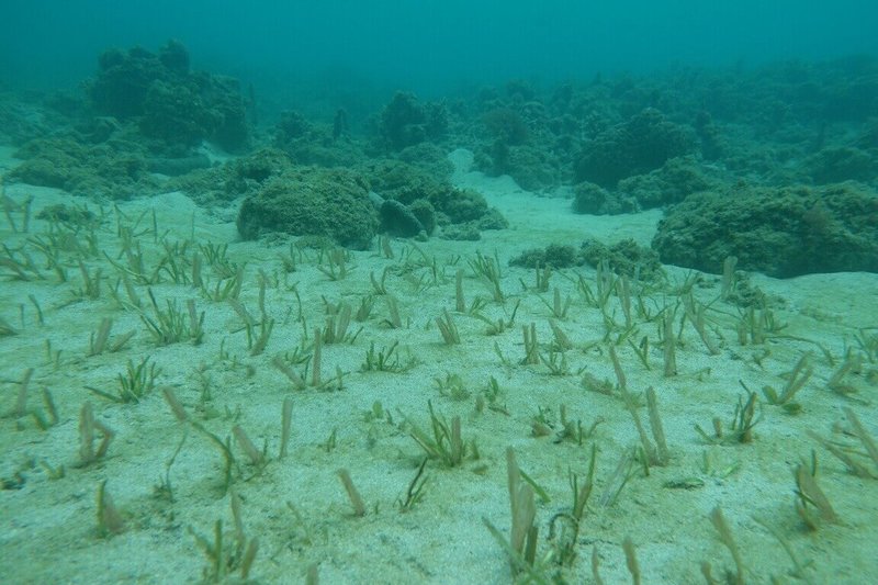 海委會與農業部聯名提出「海草復育」及「紅樹林植林」2項藍碳方法學,24日獲環境部審議通過,為推動海洋藍碳制度化及邁向淨零轉型的重要制度里程碑。圖為海保署復育海草成果。(海委會提供)中央社記者張已亷傳真 114年7月24日