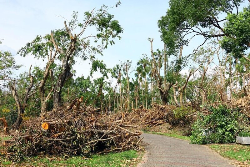 颱風丹娜絲重創嘉義市,目前除嘉義公園與嘉義都會森林公園外,其餘36處公園清運工作預計7月底完成。圖為市府清理市區的公園綠地。(嘉義市政府提供)中央社記者黃國芳傳真 114年7月25日