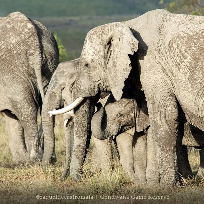 南非岡瓦納私人遊獵保護區內的大象。(圖取自facebook.com/Gondwanagamereserve)