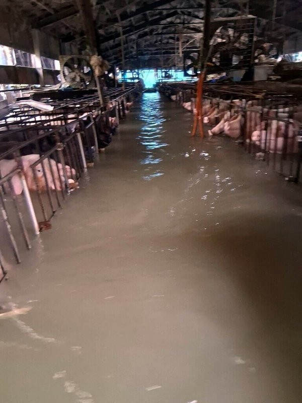 受低壓帶與西南風影響,嘉義縣28日清晨起降大豪雨,新港鄉大潭村一處養豬場嚴重淹水,豬圈裡的成豬泡水,只剩頭部露出水面。(嘉義縣議員黃啟豪提供)中央社記者黃國芳傳真 114年7月28日