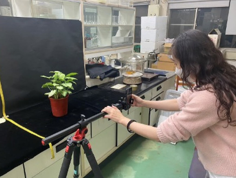 中興大學園藝學系博士朱恬儀長年研究觀葉植物，發現家中綠植盆栽如山蘇能增加有益健康的空氣負離子。（朱恬儀提供）中央社記者趙麗妍傳真  114年7月30日