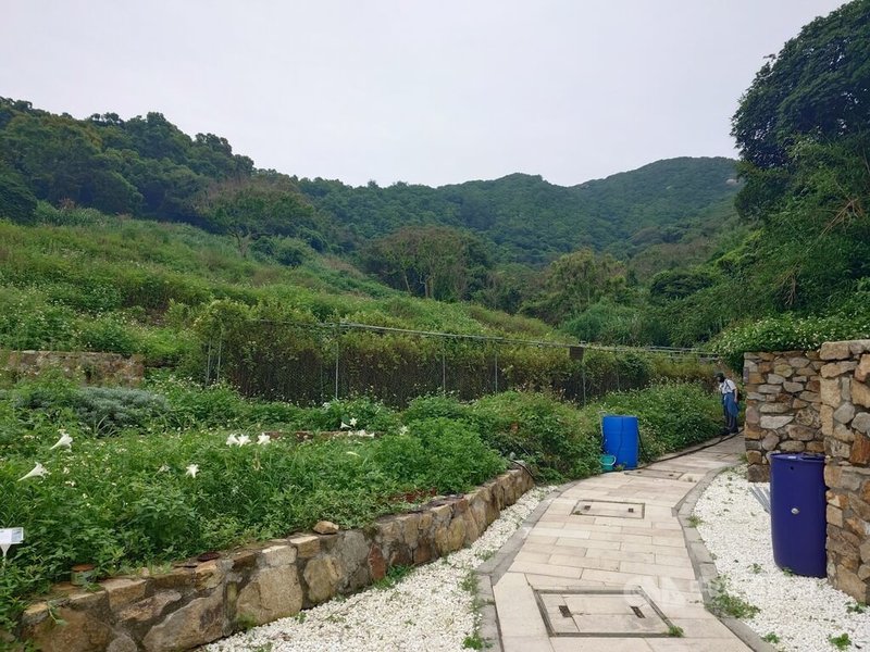 連江縣南竿鄉珠螺社區發展協會耗時2年，將村內無人種植的荒廢農地重新整理，並引進以雨水與山泉水為主的智慧灌溉系統，結合再生能源打造「珠螺農園」，園內栽植馬祖原生種金銀花等10種植物。中央社記者潘欣彤攝　114年7月30日