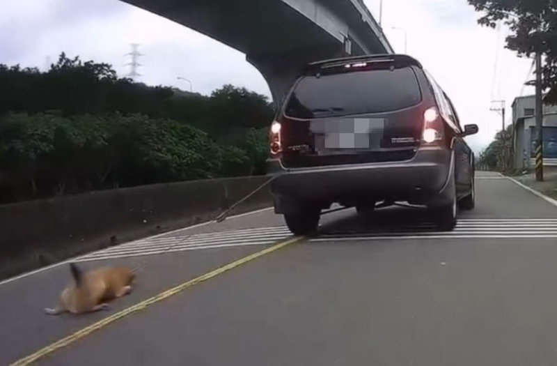 新北市泰山區近日有民眾發現一輛行駛中車輛竟拖行犬隻，飼主事後稱疏忽導致。（新北市動保處提供）中央社記者趙敏雅傳真  114年7月30日