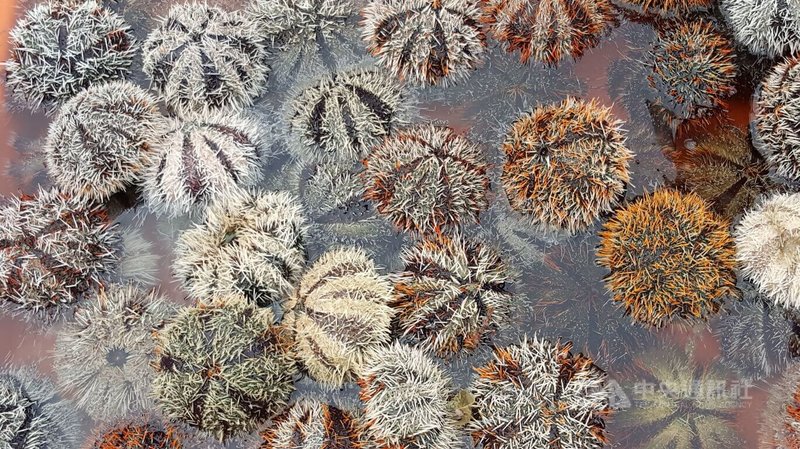 澎湖馬糞海膽在每年7月至8月開放採捕，幾乎在短時間被採捕一空，為促進澎湖海洋資源保育與漁業永續發展，目前已有多家投入養殖行列，建構馬糞海膽養殖完整產業鏈。中央社   114年7月30日