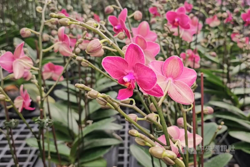 台灣蘭花。(中央社檔案照片)
