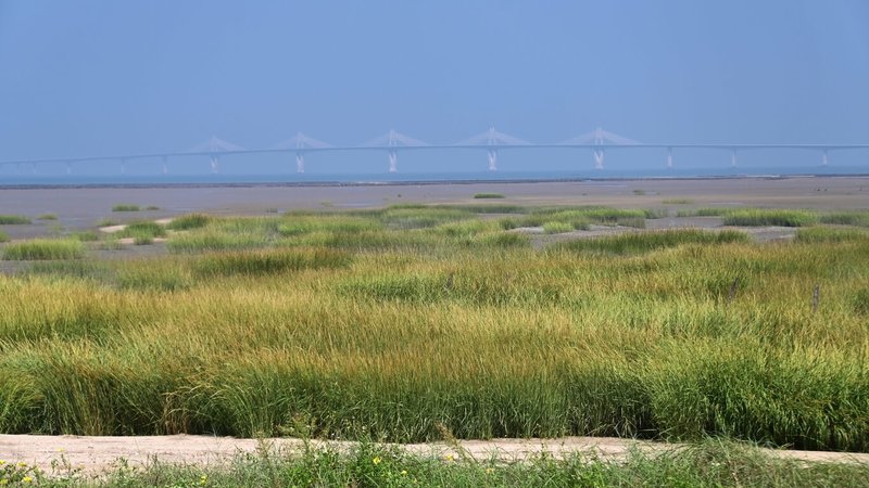 長年觀察、記錄金門潮間帶生物及環境的金門退休教師洪清漳所策劃「潮間的凝視─洪清漳金門潮間帶攝影展」2日在金門縣文化局開展。圖為外來種互花米草在金門夏墅海岸大片生長。(洪清漳提供)中央社記者吳玟嶸傳真 114年8月2日
